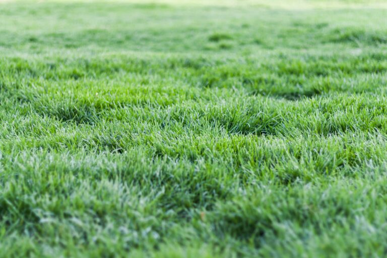 What Happens If I Cut More Than 1/3 of Grass?