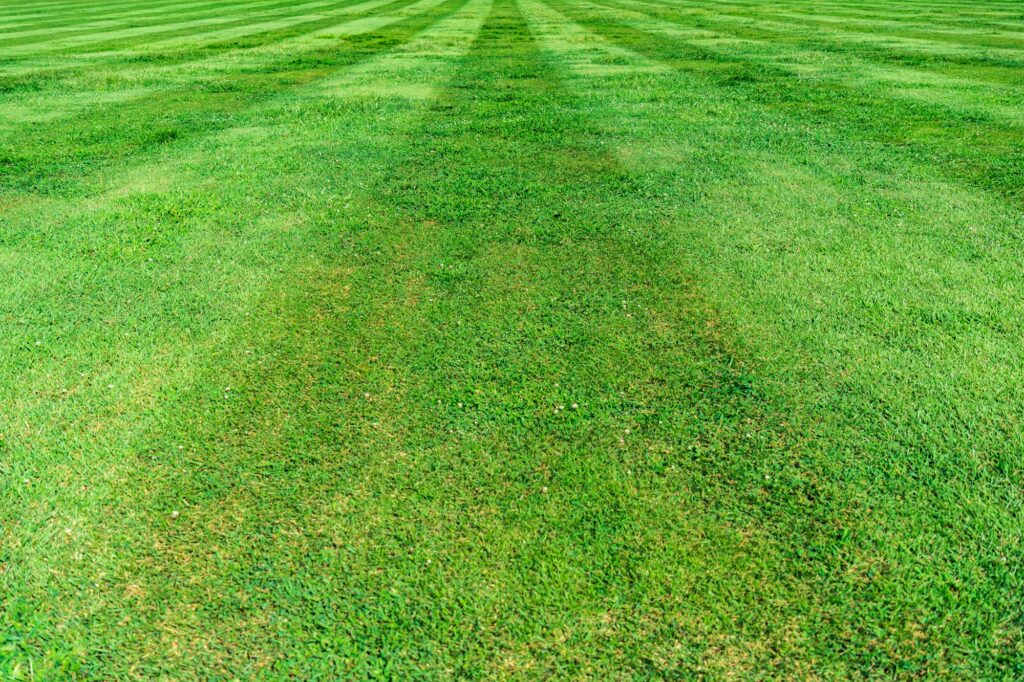 A freshly mowed lawn with light and dark stripes