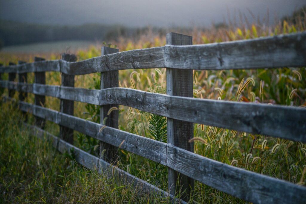 A weathered wooden rail fence with tall grass and weeds grown up along both sides