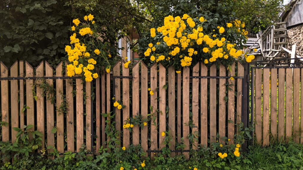 Tall yellow flowers spilling over a wooden picket fence with green plants along its base