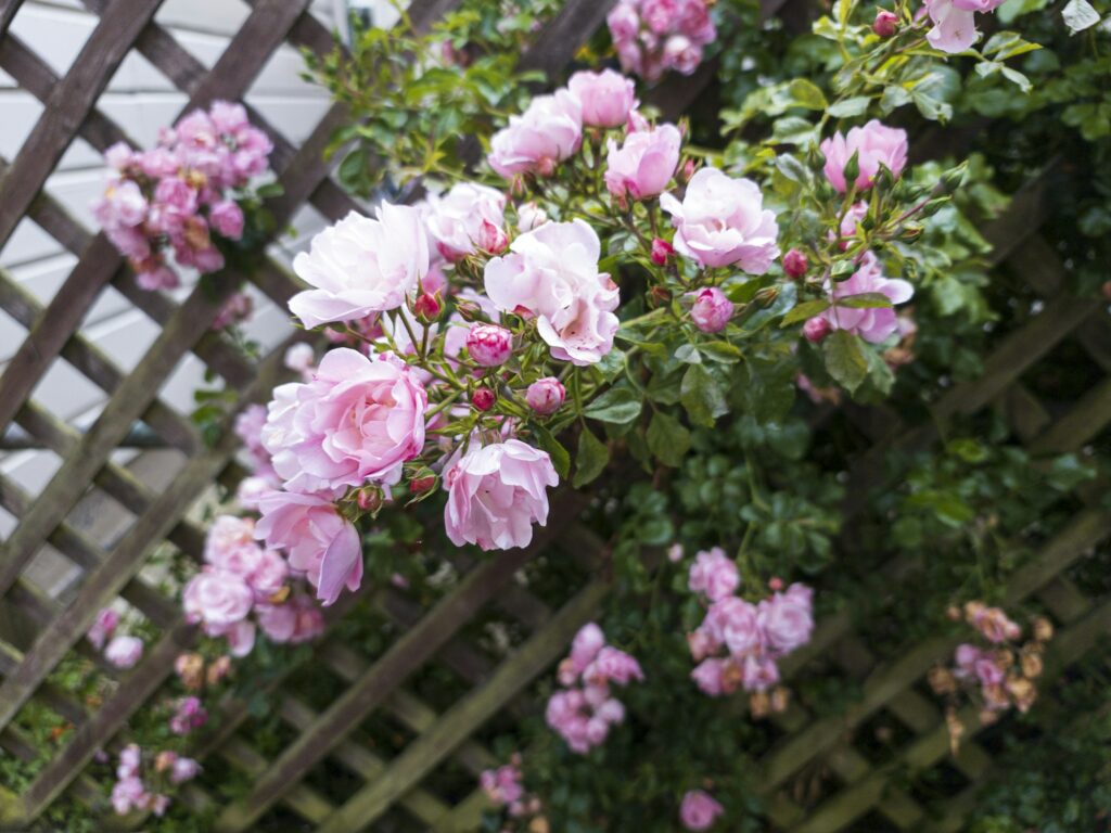Pink climbing roses growing through a wooden lattice panel beside a house