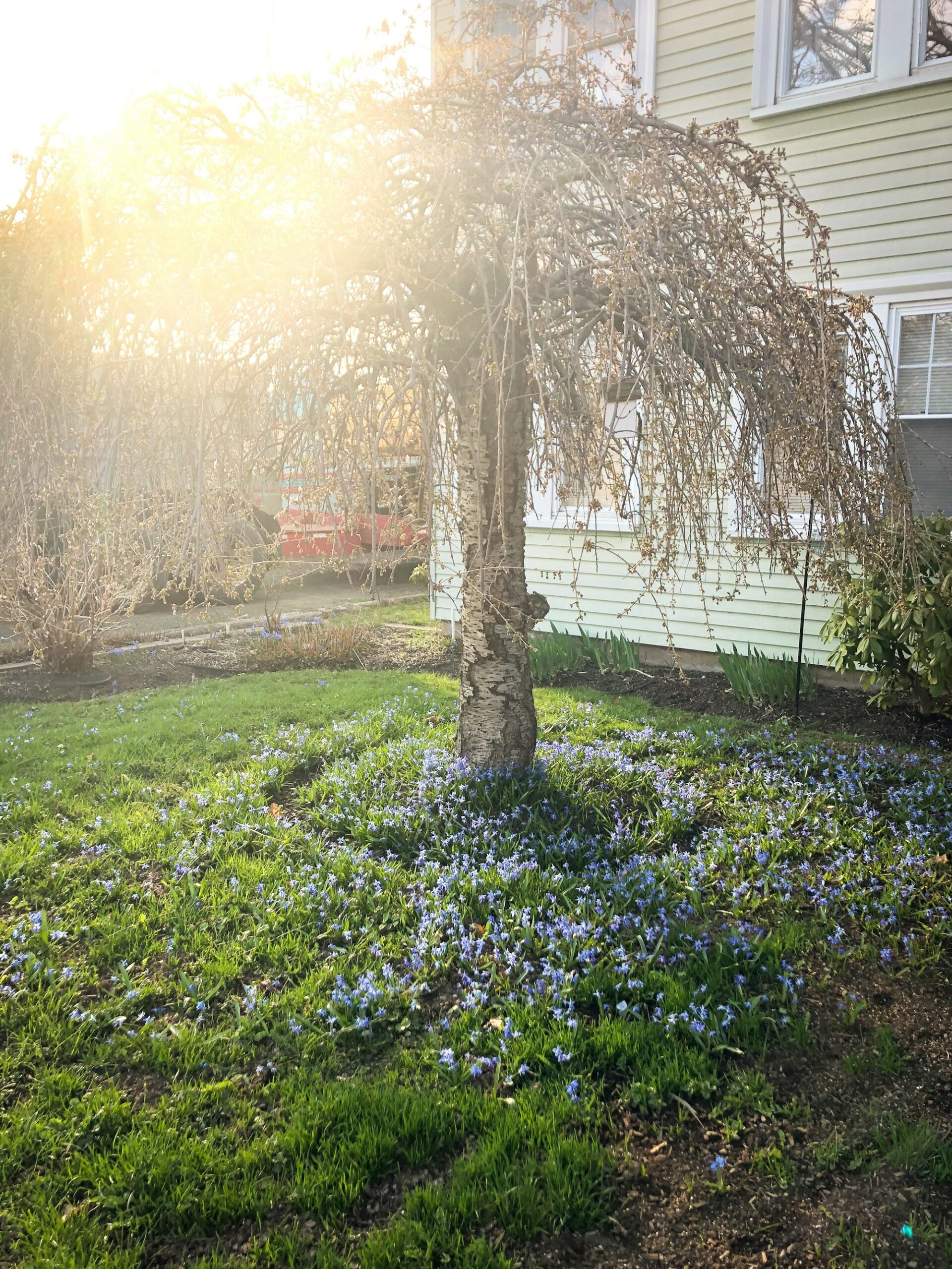 A weeping tree in a front yard with a carpet of small blue flowers spreading under it instead of grass