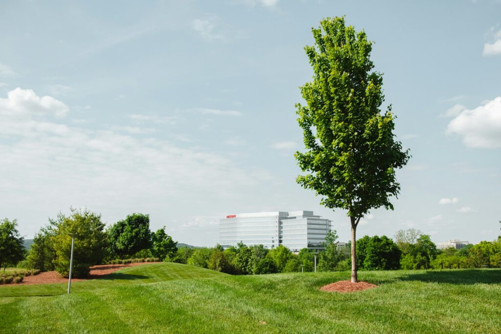 A young tree standing in a ring of mulch in a freshly mowed, striped lawn